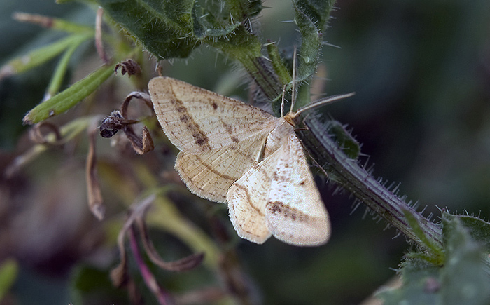 Isturgia arenacearia Geometridae